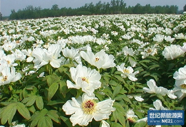 冶溪油牡丹种植暨光伏发电项目正式签约_专业