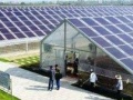 东方日升拟投建20MW光伏生态农业大棚一体化项目
