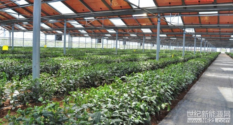 光伏茶领头羊亮相新四板